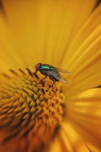 Close-up of insect on yellow flower