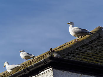 Low angle view of seagull perching on roof against sky