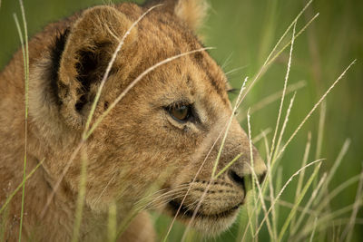 Close-up of lion cub amidst plants