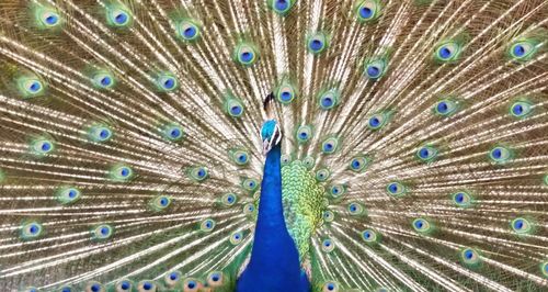 Full frame shot of colorful feathers