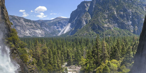 Panoramic view of pine trees in forest against sky