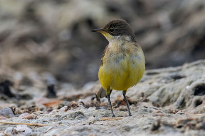 Close-up of bird perching on field