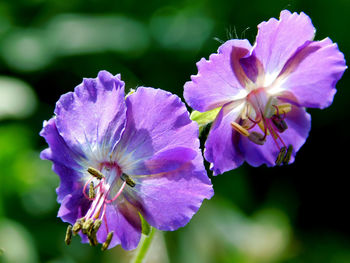 Close-up of purple flowering plants