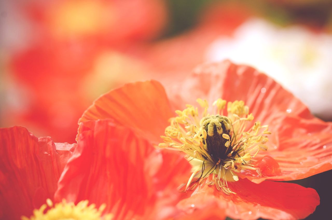 flowering plant, flower, vulnerability, fragility, freshness, petal, flower head, plant, beauty in nature, inflorescence, close-up, growth, pollen, nature, selective focus, red, no people, day, invertebrate, outdoors