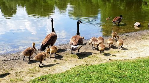 Flock of birds in lake