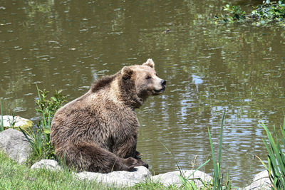 View of bear in lake