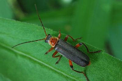 Close-up of insect on leaf