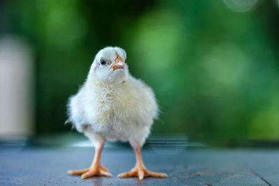 Close-up of a bird against blurred background