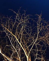 Close-up of bare tree against sky at night
