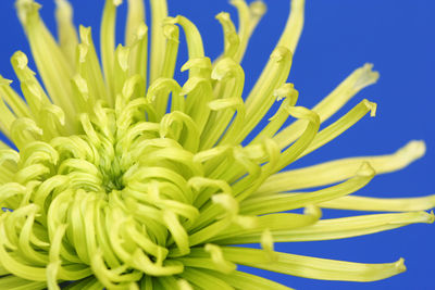 Close up of yellow flower