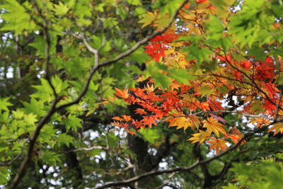 Close-up of maple tree during autumn