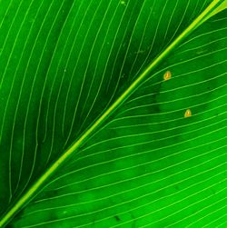 Full frame shot of green leaves