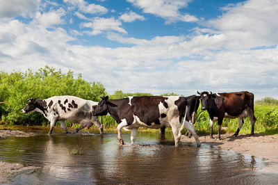 Horses standing in a farm