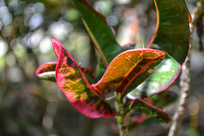 Close-up of insect on plant