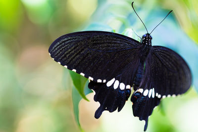 Close-up of butterfly on leaf