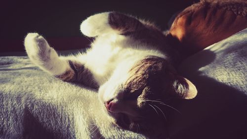 Close-up of cat lying on bed at home