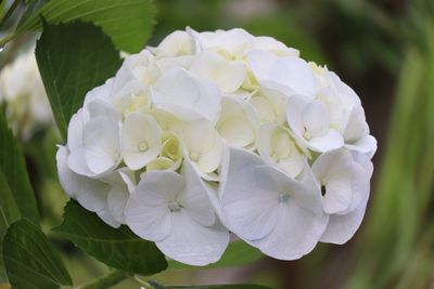 Close-up of white flowering plant