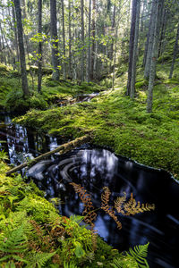 Reflection of trees in forest