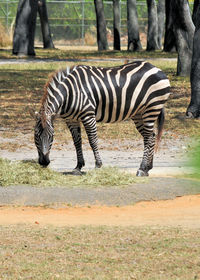 Zebra standing in a zoo