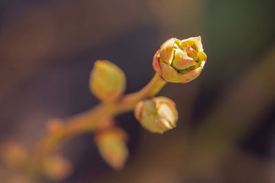 Close-up of yellow rose flower bud