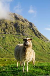 View of sheep on landscape