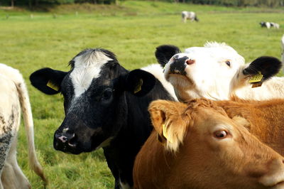 Cows on field