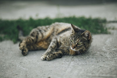 Cat lying down on footpath