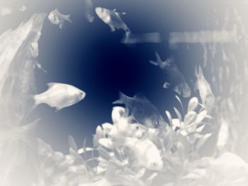 Fish swimming in sea