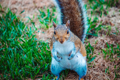 Close-up of squirrel on field