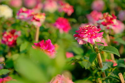 Close-up of pink flowering plants