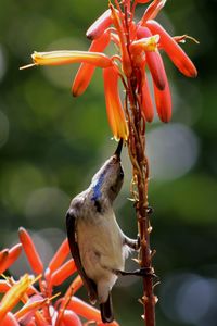 Close-up of hummingbird perching on flower