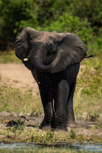 African elephant stands throwing mud over itself