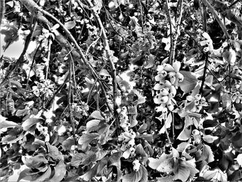 Flowers growing on tree