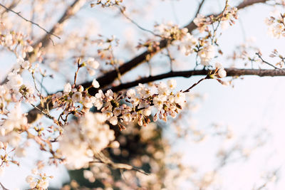 Low angle view of apple blossoms in spring