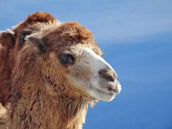 Close-up of horse against clear sky