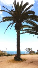 Palm trees on field against sky