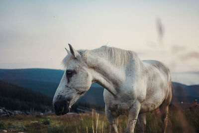 Horse standing in a field