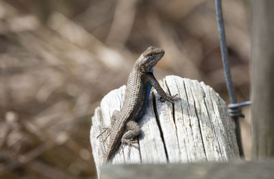 Large male eastern fence lizard sceloporus consobrinus in a territorial display on a wooden post