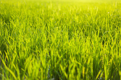 Full frame shot of crops on field