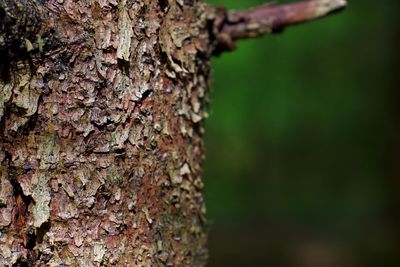 Close-up of lichen on tree trunk