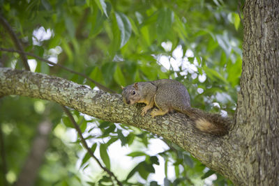 Low angle view of squirrel on tree