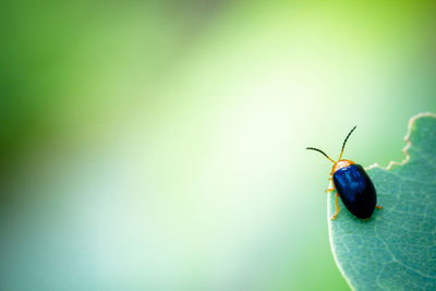 Close-up of insect on leaf