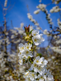 Close-up of white cherry blossom tree