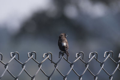 Bird perching on a fence