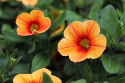 Close-up of orange flowering plant