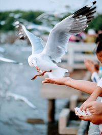 Seagull flying over a hand