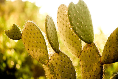 General view of cactus backlighting at sunset