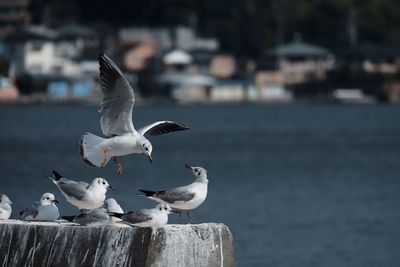 Close-up of seagulls perching on sea shore