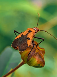 Close-up of butterfly on flower