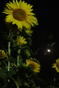 Close-up of yellow flowering plant